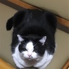 うちの猫 太ってます(TT)