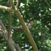 霍公鳥まづ鳴く朝明いかにせば･･･巻第20-4463～4464