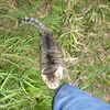 暇が　あら　カルト　ふぉ～　ツチノコに襲われる