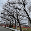 福岡の桜が開花？ロードバイクで見に行ってみた