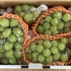 ふるさと納税　その5　山梨市から返礼品のシャインマスカットが届いたのである