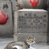 小さな神社で猫と鬼ごっこ