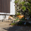 豊後諸島のねこさん