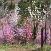 躑躅と花桃の山