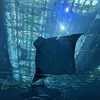 沖縄北部旅行　美ら海水族館はなぜ8:30から10:00頃までの入場がおすすめなのか