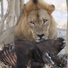 ライオン(Lion)
