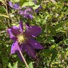 久しぶりに庭の花