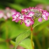 薔薇の季節は過ぎ去って・・・