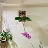 バツっと剪定してインテリアに♪せまい賃貸で楽しむ観葉植物と「胡蝶蘭のコルク付け」