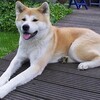 ベトナムの食犬文化を考える