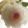 香りと美貌のバラ　ボレロ