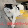 うちの猫サイズ＞新生児のサイズ