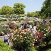 山下公園のローズガーデンで満開のバラを鑑賞。