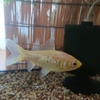金魚が白くなる場合