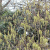 ハチジョウキブシ　（木五倍子）Stachyurus praecox