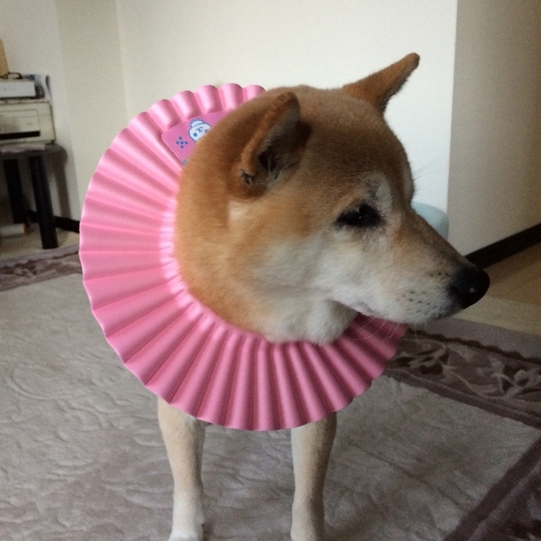 主婦 はてなブログ グループ 主婦 はてなブログ グループ