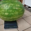 （火）スイカ較べ（笑）