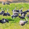 〝冬の使者〟ナベヅル、飛来が急増　玉名市・横島干拓