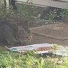 来訪者