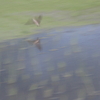 水田を縦横に飛ぶ燕