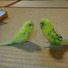 おしゃべり中＆実は昭和生まれ？な次女