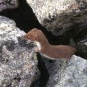 山ノオト 食ノオト