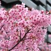 2017/04/01 ゆかり王国復活祭からの、江戸東京、泉屋分館、サントリー、東博巡り