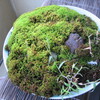 苔の枯れ・生え・雑草具合（苔盆栽）