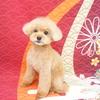 プードルのぷうこちゃん　MIXのぽぽるくん