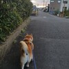 富士山と河口湖ともみじ狩り。