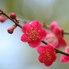 梅の博物学：自然と文化が織りなす奥深い物語