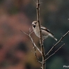 日本　初雪の日の野鳥たち