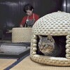 猫ちぐら