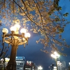 夜桜