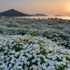 海の見える花畑