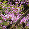 荒神山で見かけた花　〜4月12日〜