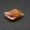 和歌山の貝　クチベニホラダマシ（Cantharus pulchra,1846）