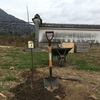 カリンを植えました！ Planting Karin (Chinese quince) tree