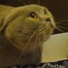 普段と違う飼い主に対して抗議する猫（猫語なので何を言っているかわからない）【動画】