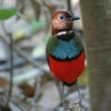 アカハラヤイロチョウ　(スラウェシの鳥その2)Blue-breasted Pitta