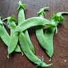 さやいんげんの底力