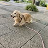 今朝ん歩。
