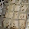 アリ飼育日記 繁殖の落ち着きとオスアリ誕生