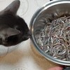 春の便り。イカナゴのくぎ煮とねこたち。