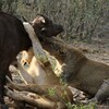 ライオン(Lion)の狩り