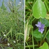 水辺そして草原の植物