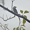 リュウキュウサンショウクイ