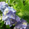 【飛鳥山公園】紫陽花が咲き始め