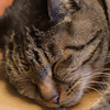 ねこ