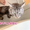 うなぎ猫、レムち